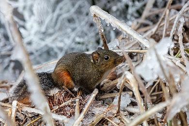 《真女神转生5》恶魔介绍：四元素之一水精灵